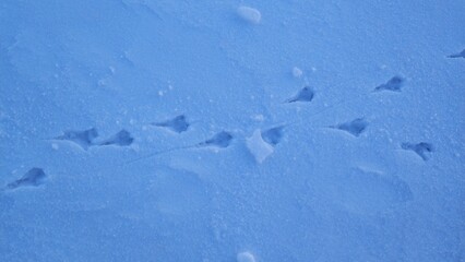Bird Tracks in Fresh Snow. Delicate bird tracks create a pattern across a smooth blanket of snow. Soft shadows enhance the tranquil atmosphere of the winter scene.
