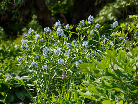 Amsonia, commonly known as Hubricht's bluestar,Arkansas bluestar,or thread-leaf bluestar