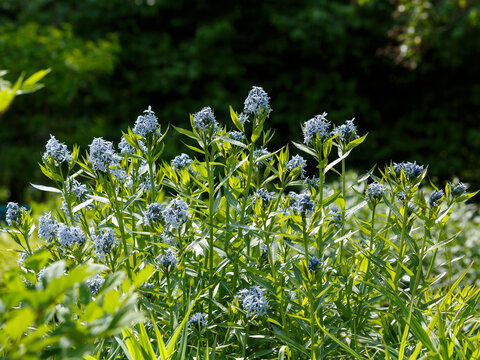 Amsonia, commonly known as Hubricht's bluestar,Arkansas bluestar,or thread-leaf bluestar