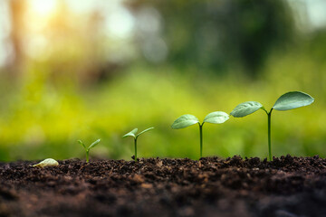 series of small plants growing in the dirt