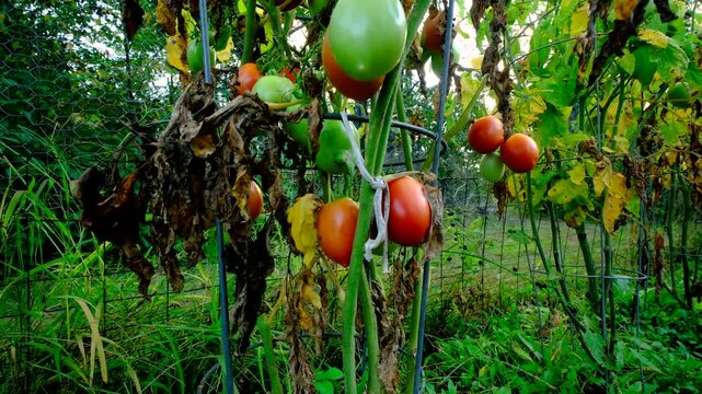 Moving camera up showing lot of unripe or maturing or ripe plum tomatoes still hanging from withering or dying vines while growing plants in late autumn