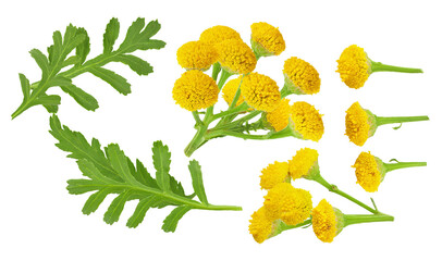 a vibrant cluster of yellow tansy flowers and green leaves, isolated on a transparent background, capturing the essence of wild flora and natural beauty.