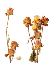 a collection of dried, aged roses in warm hues of orange and yellow, their delicate structure preserved on thin stems against a stark transparent background, evoking vintage charm.