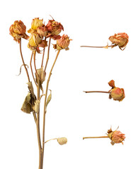 dried roses and rose buds on a transparent background, isolated in a studio setting for floral compositions and romantic themes