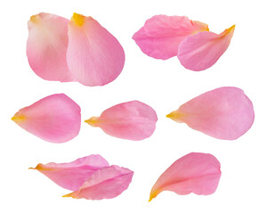 a dynamic arrangement of pink peony petals, some grouped, others scattered, featuring soft yellow accents and a dramatic transparent background for versatile design applications.