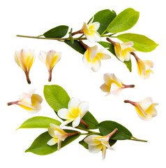 eustoma flowers in various stages of bloom, including buds and fully opened blossoms in pale yellow, soft pink, and lavender hues, set against a dark background for elegant floral arrangements.