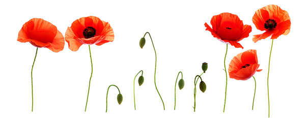 vibrant red poppies in various stages of bloom, some fully open and others as buds, isolated on a stark transparent background, creating a dramatic and striking visual composition.