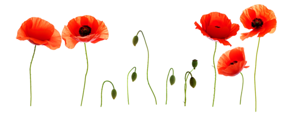 vibrant red poppies in various stages of bloom, some fully open and others as buds, isolated on a stark transparent background, creating a dramatic and striking visual composition.
