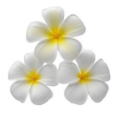 Naklejka premium White plumeria flowers isolated on transparent background