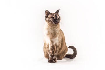 Studio portrait of a Siamese mix cat sitting on a white background with upright posture and attentive expression