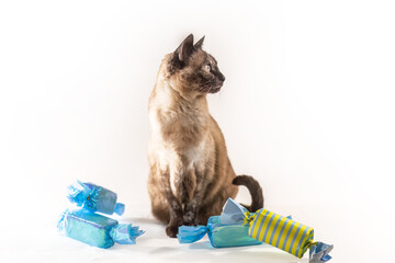 Studio portrait of a Siamese mix cat interacting with colorful wrapped candies on a clean white background