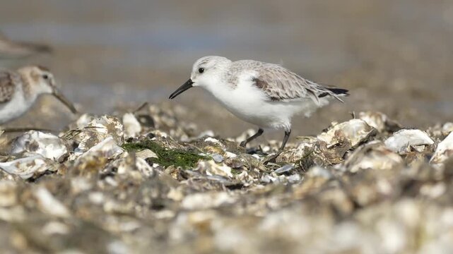 Small shorebirds foraging on wet sandy shoreline