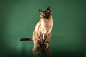 Studio portrait of a Siamese mix cat sitting calmly and looking aside against a solid green background