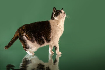 Studio shot of a European shorthair cat sniffing a reflective surface on a solid green background with clear reflection