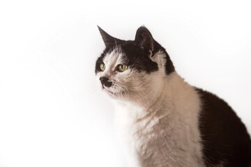 Studio portrait of a black and white domestic cat sitting upright and looking upward against a clean white background