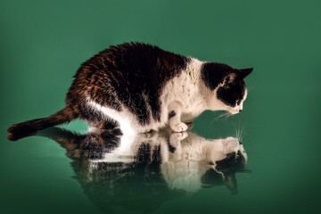 Studio shot of a European shorthair cat sniffing a reflective surface on a solid green background with clear reflection