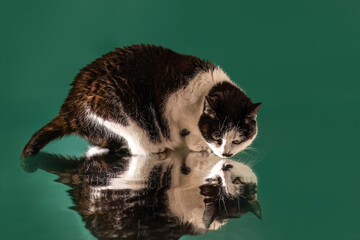 Studio shot of a European shorthair cat sniffing a reflective surface on a solid green background with clear reflection