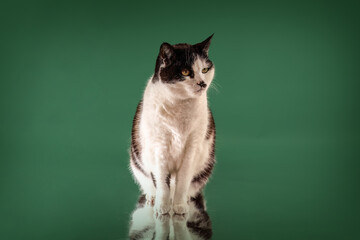 Studio shot of a European shorthair cat sniffing a reflective surface on a solid green background with clear reflection