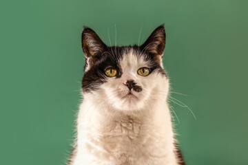Close up studio portrait of a black and white domestic cat with alert expression against a solid green background