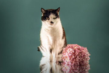 Studio portrait of a black and white domestic cat sitting next to a pink hydrangea flower against a green background