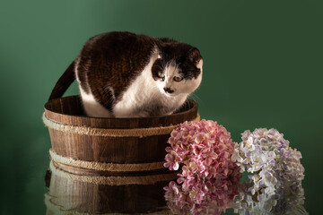 Studio portrait of a domestic cat sitting in a rustic wooden tub beside hydrangea flowers against a green background