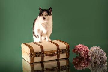 Studio portrait of a domestic cat standing on a vintage suitcase beside hydrangea flowers against a green background