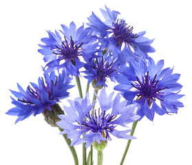 a vibrant collection of pure white and creamy yellow frangipani flowers and green leaves, artfully arranged on branches, isolated against a transparent background for elegant floral compositions.