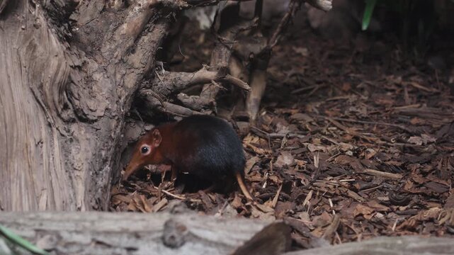 Black and rufous elephant shrew, Rhynchocyon petersi in leipzig zoo, germany