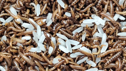 Pile of Mealworms fed rice in a plastic container, with natural blur.