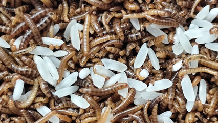 Pile of Mealworms fed rice in a plastic container, with natural blur.