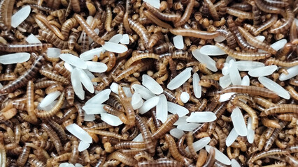 Pile of Mealworms fed rice in a plastic container, with natural blur.