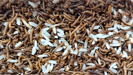 Pile of Mealworms fed rice in a plastic container, with natural blur.