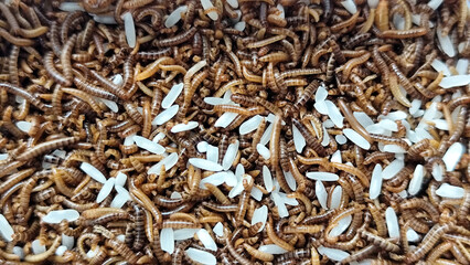 Pile of Mealworms fed rice in a plastic container, with natural blur.