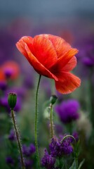 Obraz premium This image shows red Poppy (Poppy)