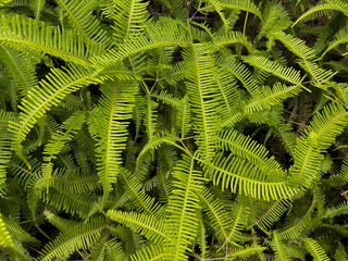 Vibrant green fern leaves in lush foliage setting