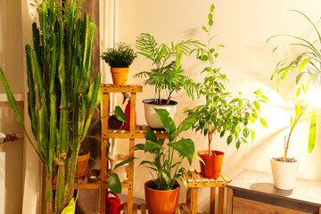 Wooden shelf with house plants. Growing and caring for indoor plants, home landscaping.