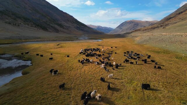 Drone pulls back from yak herd in golden-hour light, Altai Mountains