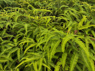 Vibrant green ferns in lush natural environment outdoors