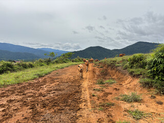 Cows walking on a rural dirt road towards mountains