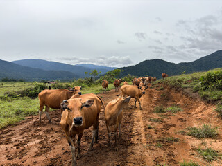 Herd of brown cows walking on dirt road in rural landscape