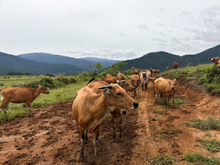 Herd of cows grazing on rural mountain landscape with dirt path