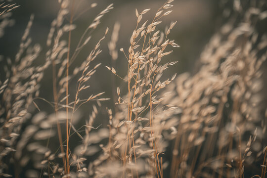 Close up of oats growing on field against dark background