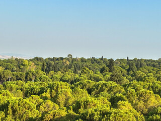 Wide landscape view of green forest tops and distant hills