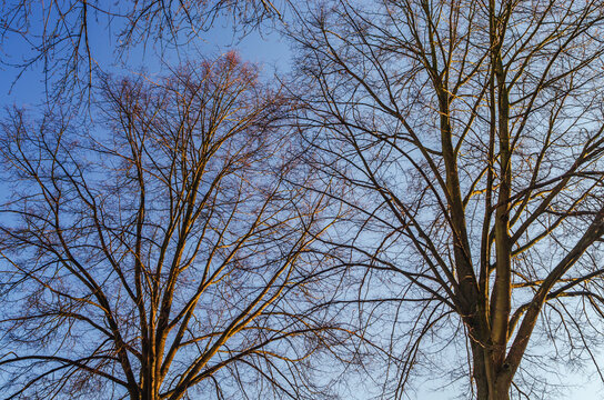 Bare tree branches silhouetted against a clear blue sky during golden hour - Powered by Adobe
