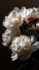 Elegant white peonies under dramatic light, floral arrangement.