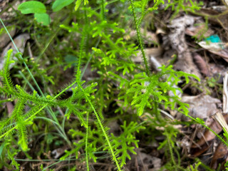 Vibrant green ferns growing in forest underbrush with leaves