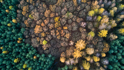 Top view of the forest in autumn © InfinityWave