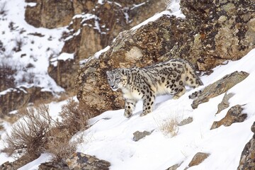 Alert snow leopard navigates rocky, snow-covered slope in natural habitat