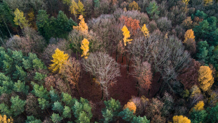 Top view of the forest in autumn © InfinityWave