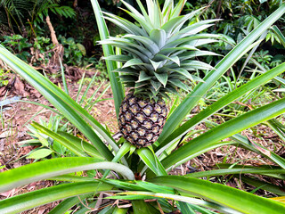Pineapple growing on lush green tropical plant in garden